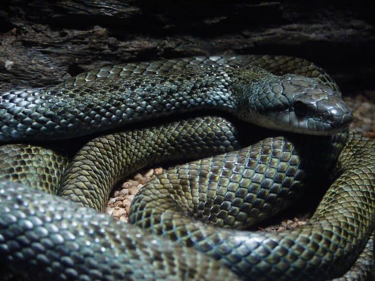 Elaphe climacophora. Elaphe climacophora.