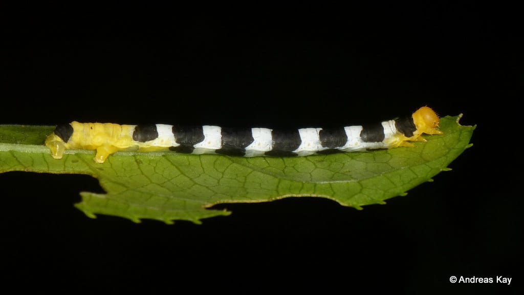 Pretty inchworm, Geometridae Pretty inchworm, Geometridae