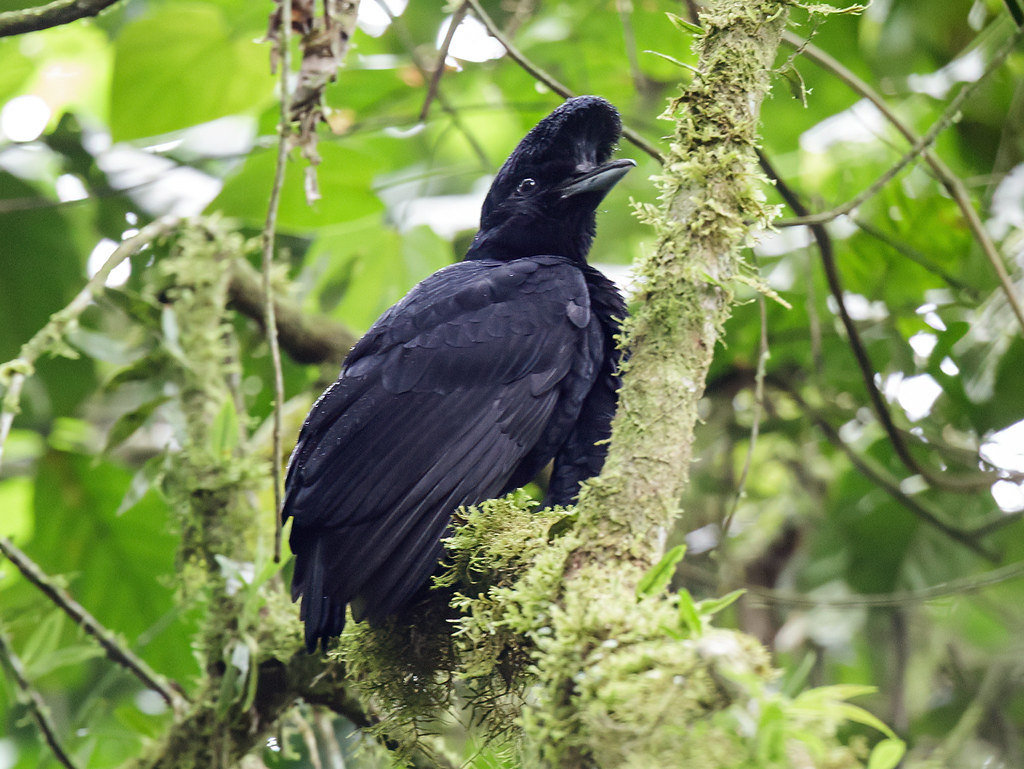 Long-wattled Umbrellabird Long-wattled Umbrellabird