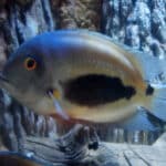 Uaru Cichlid