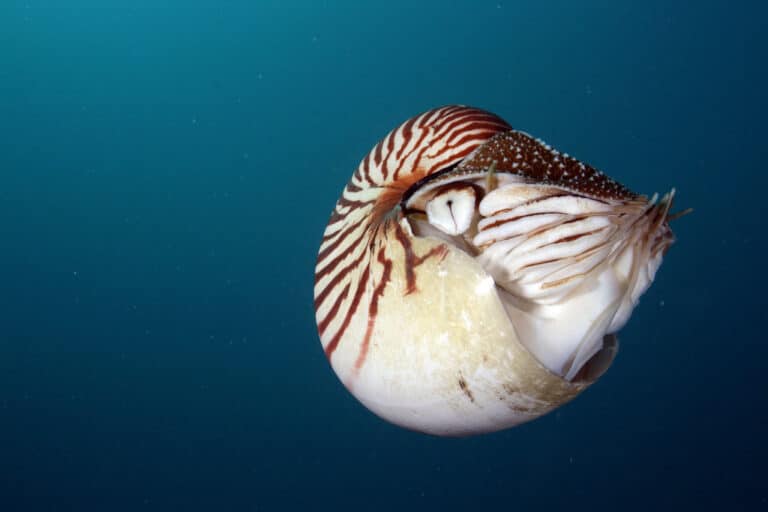 Nautilus Nautilus Nautilus