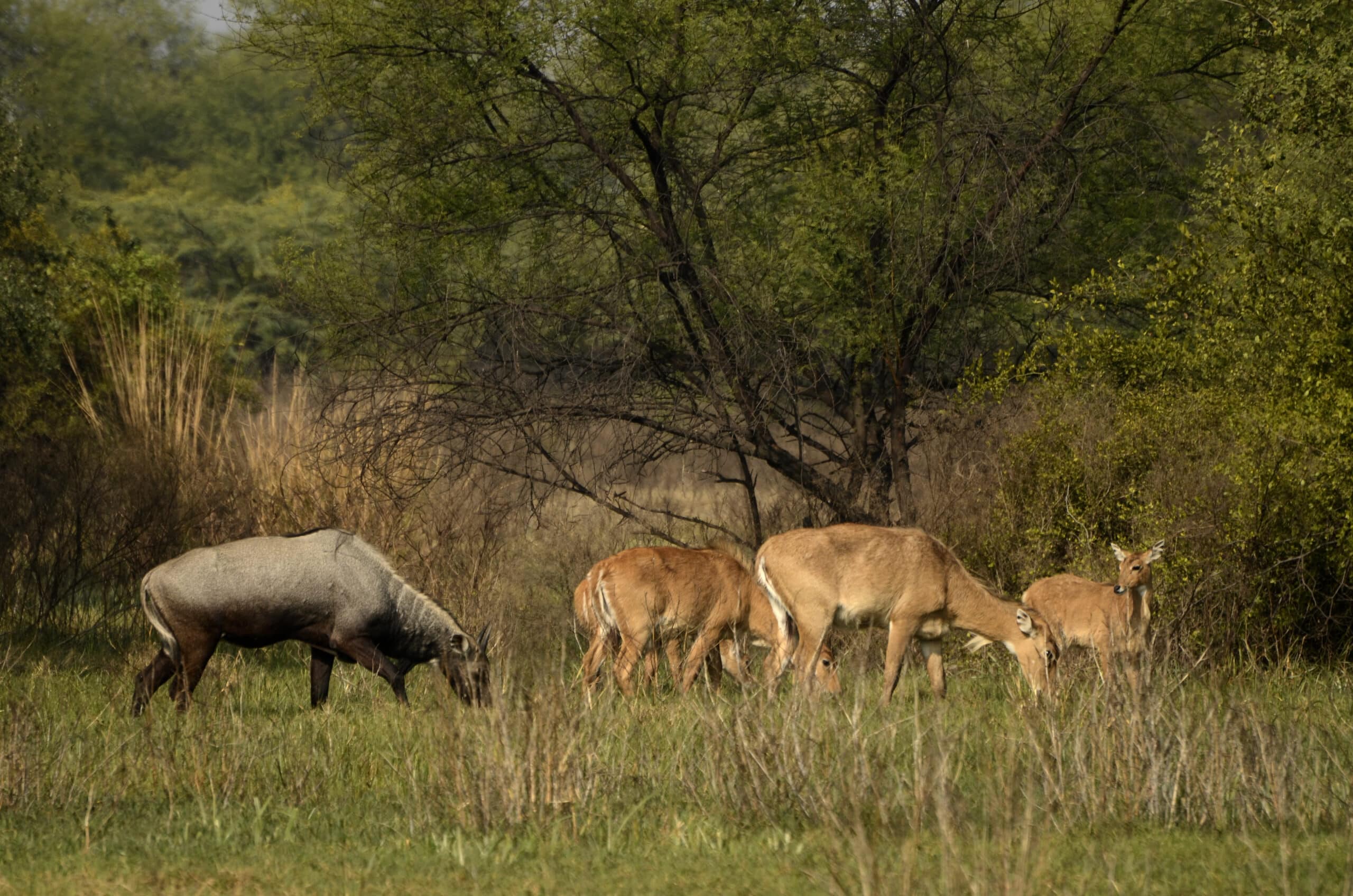 Nilgai or blue bull (Boselaphus tragocamelus) male and female from keoladeo national park JEG2996 Nilgai or blue bull (Boselaphus tragocamelus) male and female from keoladeo national park JEG2996