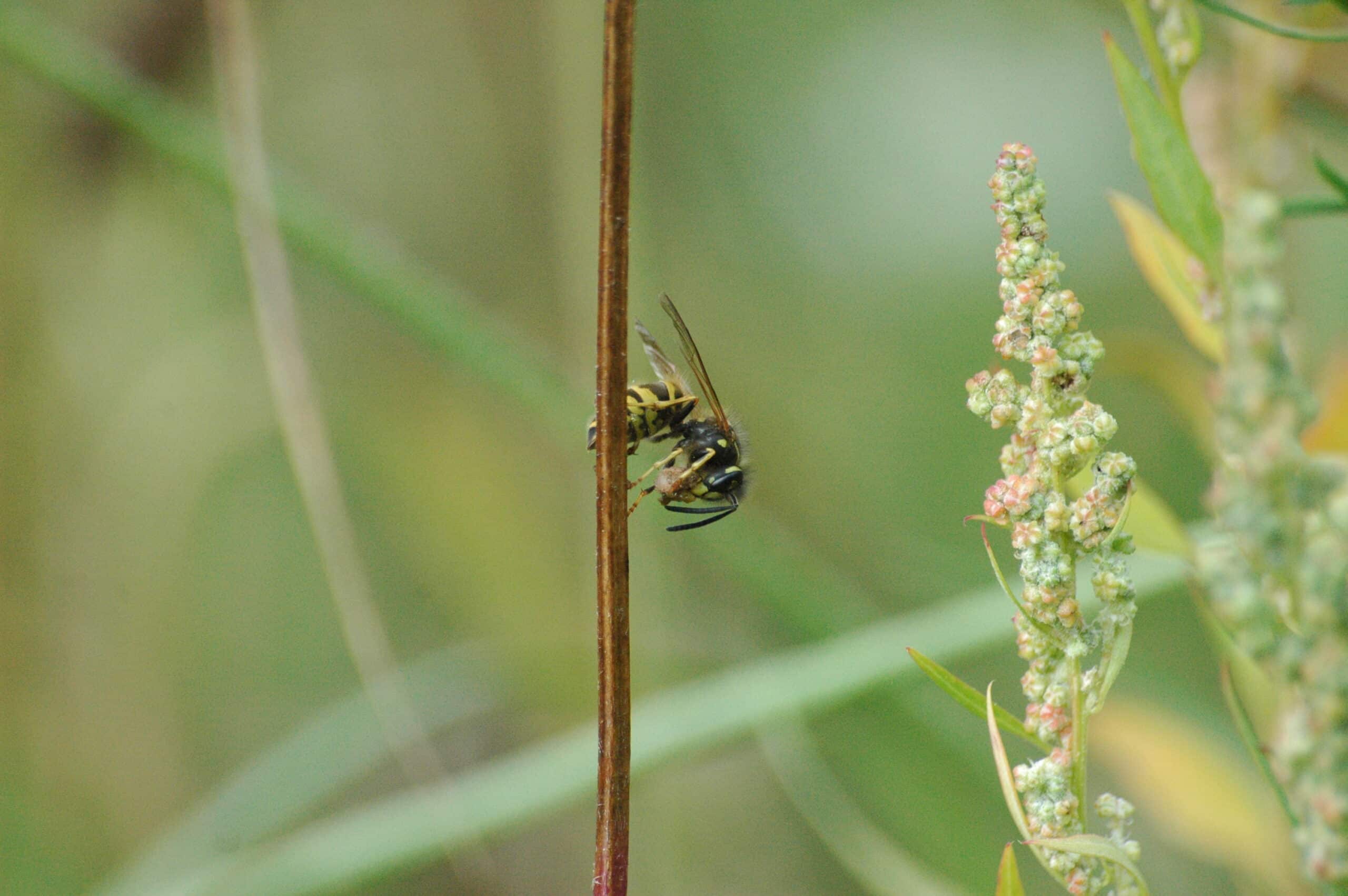 2009-09-13 (38) Wesp, Gewöhnliche Wespe, Vespula vulgaris 2009-09-13 (38) Wesp, Gewöhnliche Wespe, Vespula vulgaris