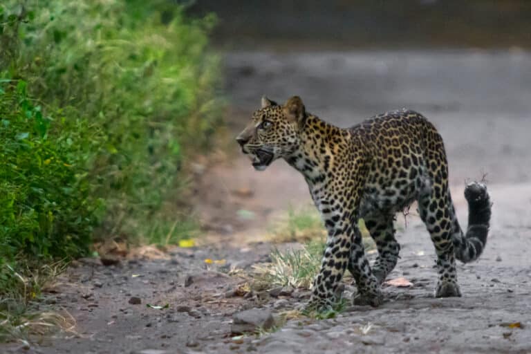 Macan tutul jawa