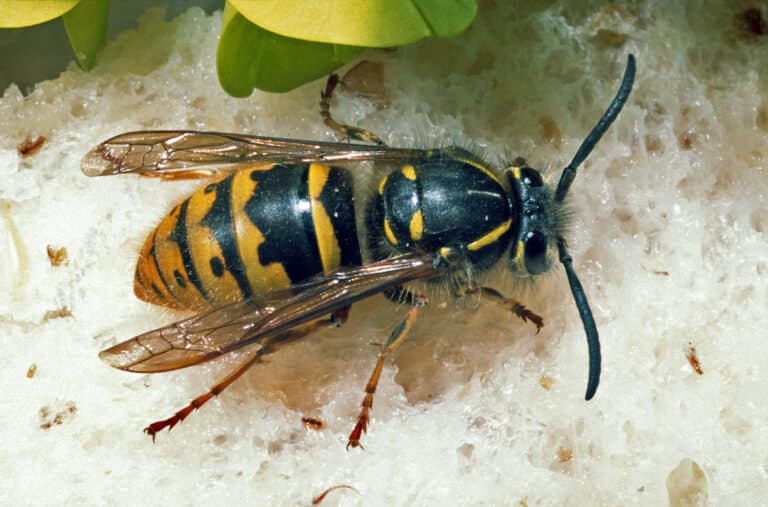 Vespula vulgaris (NZAC06000794) Vespula vulgaris (NZAC06000794)