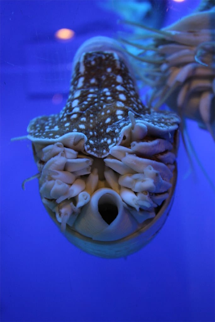 Nautilus pompilus Nautilus pompilus