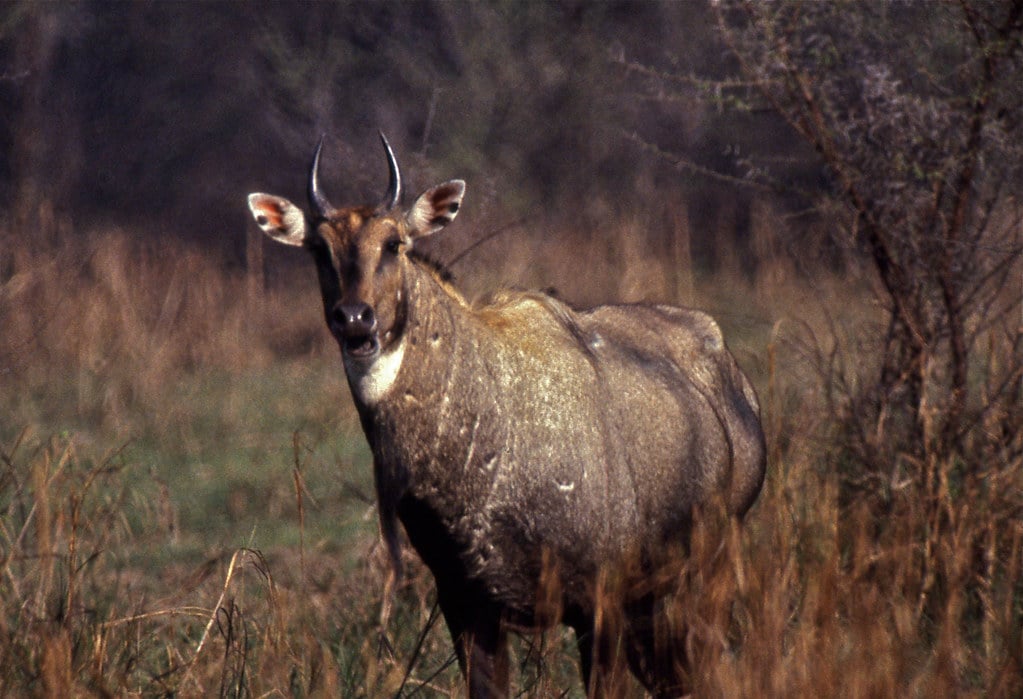 Nilgai (Boselaphus tragocamelus) Nilgai (Boselaphus tragocamelus)