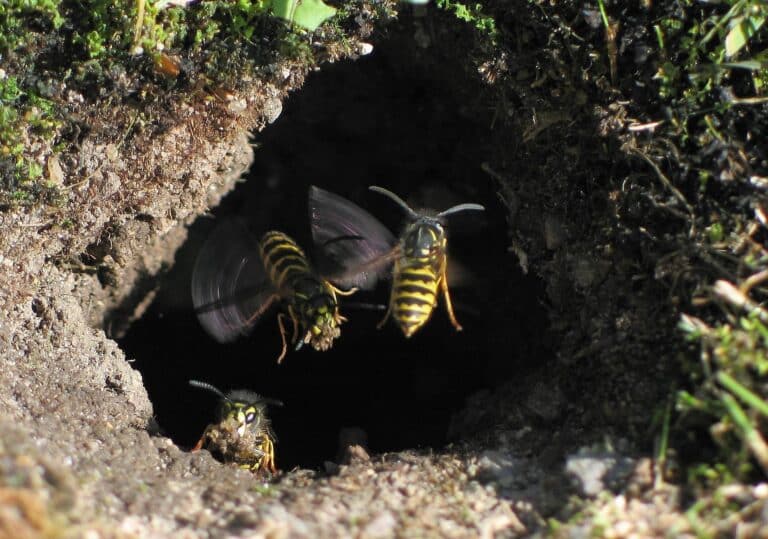 Vespula vulgaris Vespula vulgaris