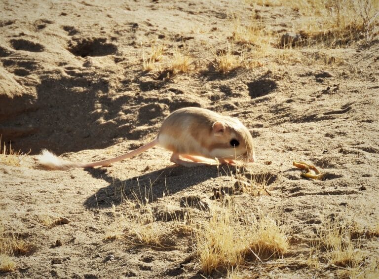 Dipodomys merriami Merriami’s Kangaroo Rat Dipodomys merriami Merriami’s Kangaroo Rat
