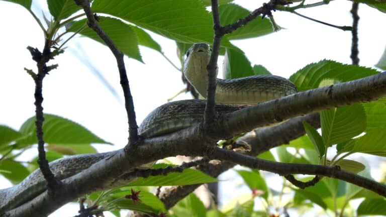 Japanese rat snake on the tree – 1 Japanese rat snake on the tree – 1
