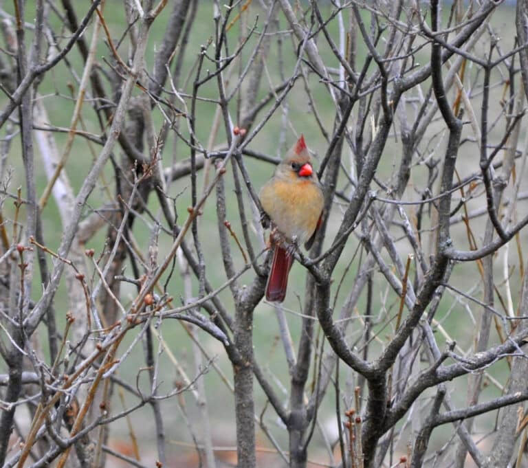 Northern Cardinal (Cardinalis cardinalis) – female Northern Cardinal (Cardinalis cardinalis) – female