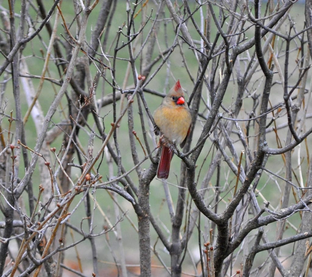 Northern Cardinal (Cardinalis cardinalis) – female Northern Cardinal (Cardinalis cardinalis) – female