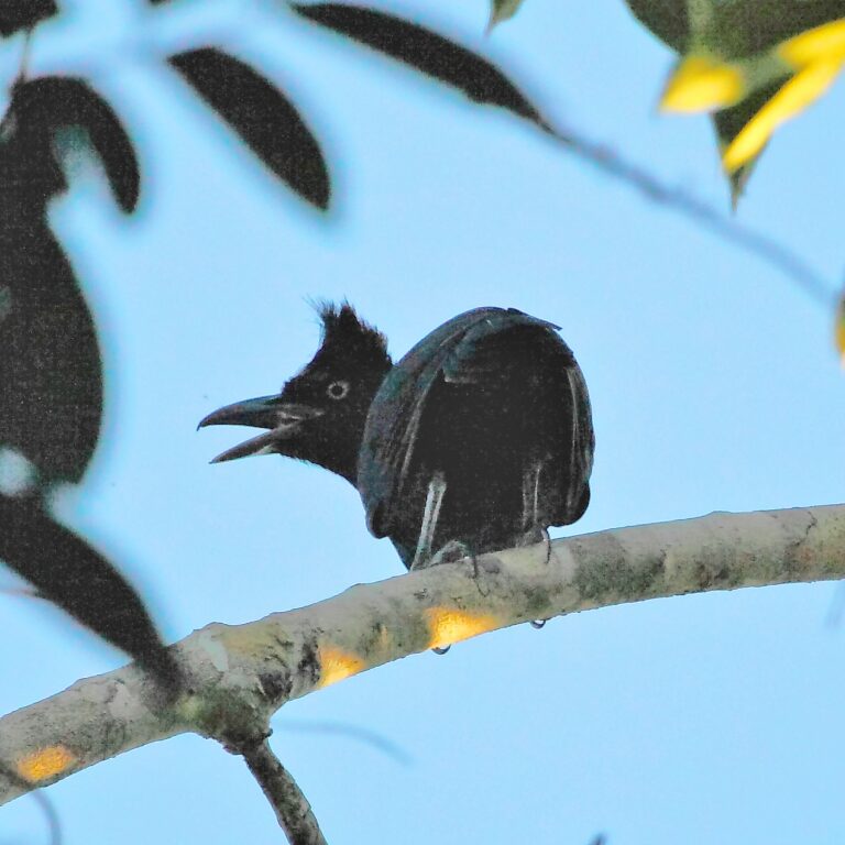 Cephalopterus ornatus – Amazonian umbrellabird; Alta Floresta, Mato Grosso, Brazil Cephalopterus ornatus – Amazonian umbrellabird; Alta Floresta, Mato Grosso, Brazil