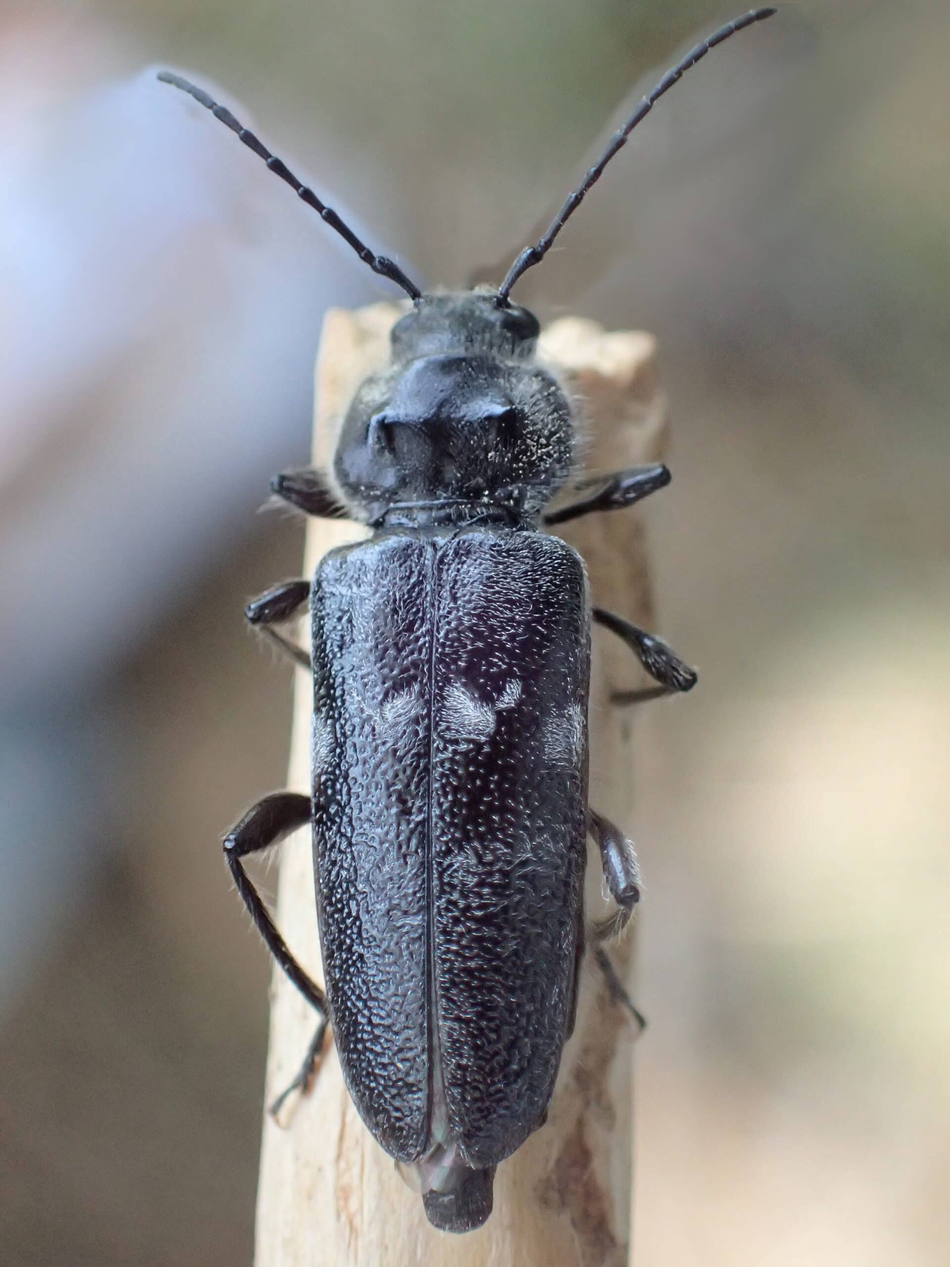 Hylotrupes bajulus Greece Hylotrupes bajulus Greece