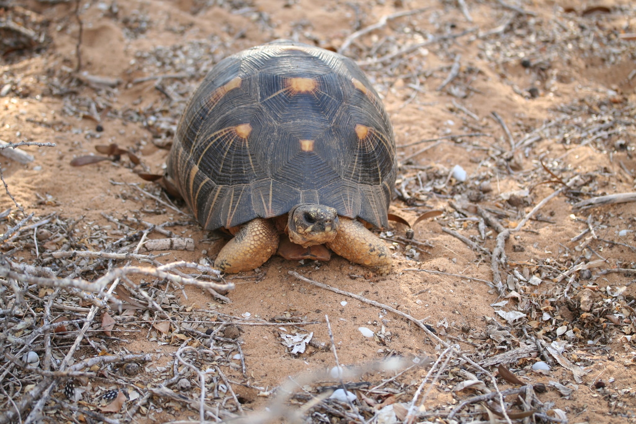 Astrochelys radiata 12893670