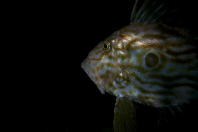 John Dory in shadow