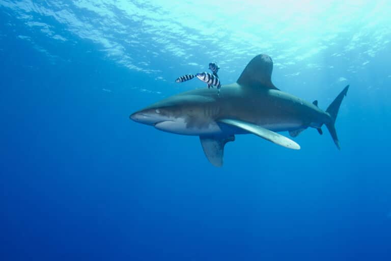 Oceanic White Tip Shark (Carcharhinus longimanus) Oceanic Whitetip Shark