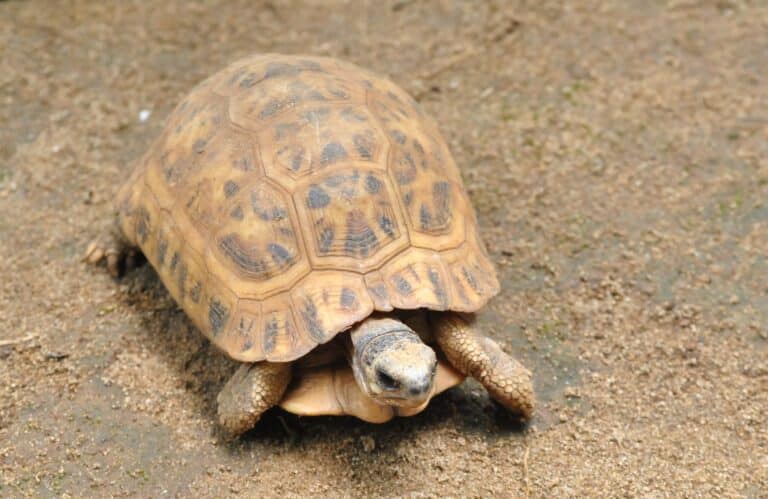 Astrochelys radiata, tortue radiée