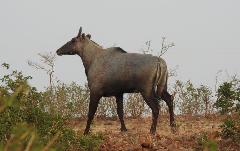 File:Neelgai Boselaphus tragocamelus by Dr. Raju Kasambe DSCN7833 (6).jpg File:Neelgai Boselaphus tragocamelus by Dr. Raju Kasambe DSCN7833 (6).jpg