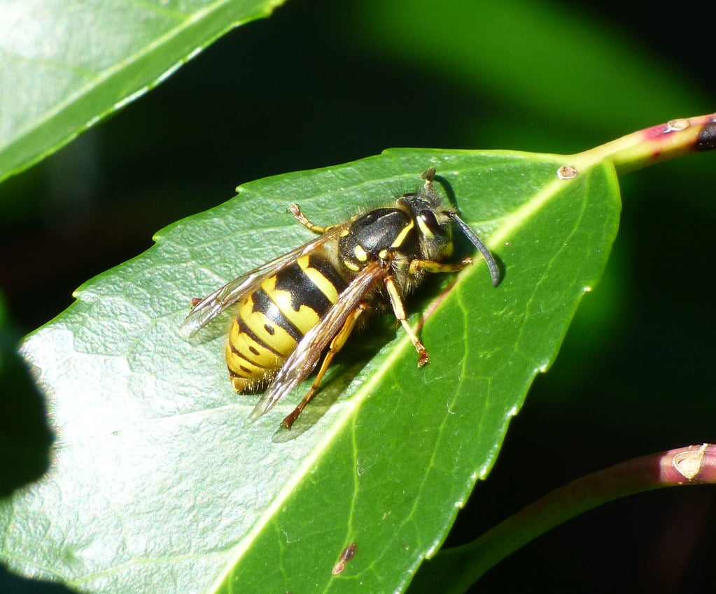 Queen Common Wasp Vespula vulgaris Queen Common Wasp Vespula vulgaris