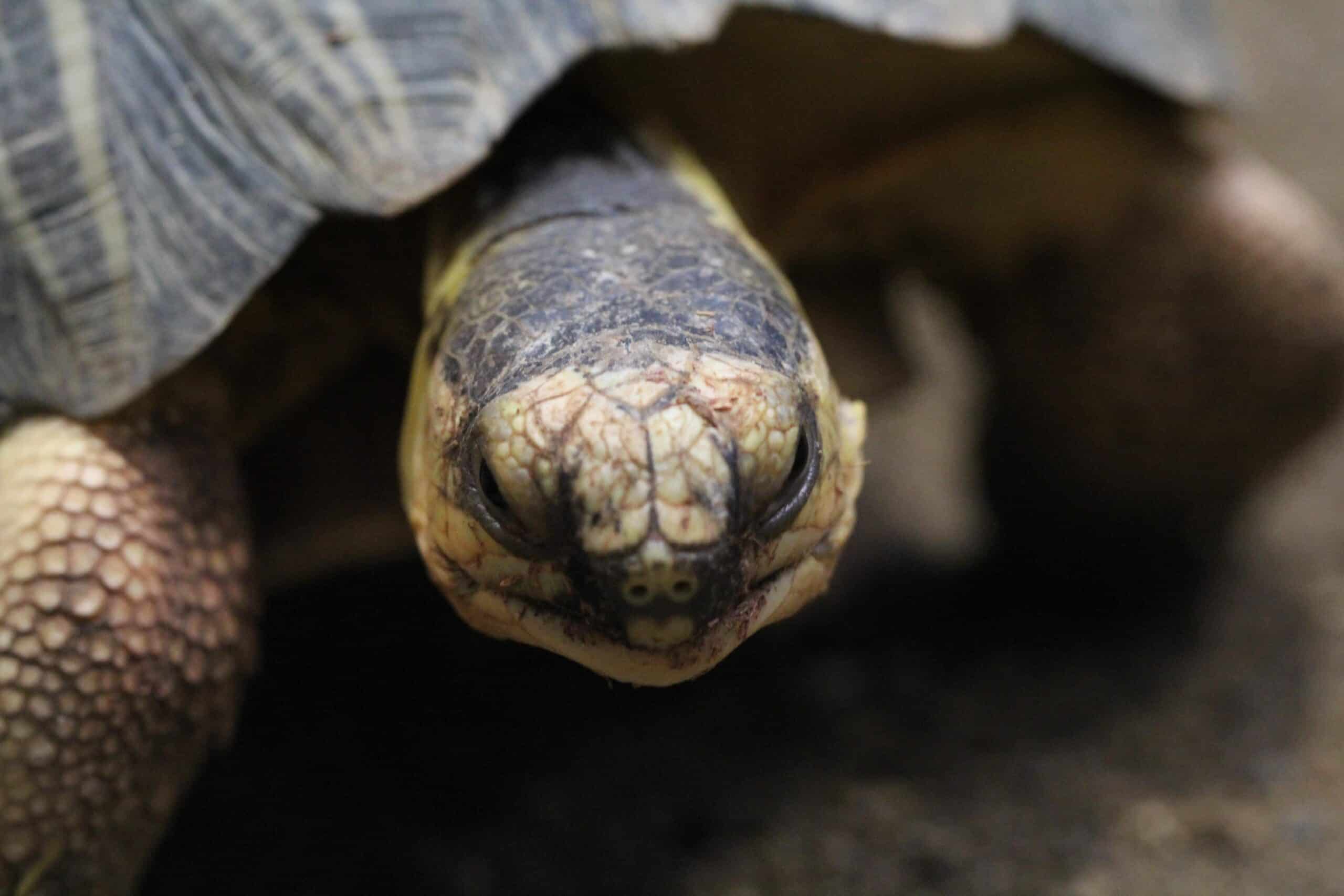 Astrochelys radiata (6337089961)  Radiated Tortoise