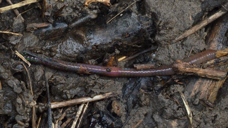 Earthworm – Guelph, Ontario 03 Earthworm – Guelph, Ontario 03