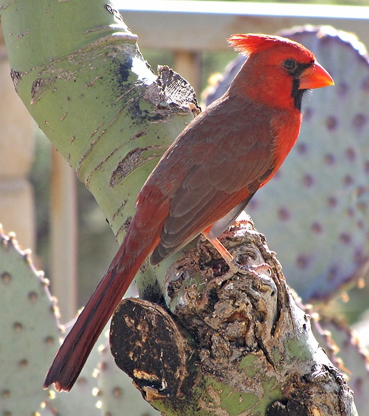 Cardinalis cardinalis L Cardinalis cardinalis L