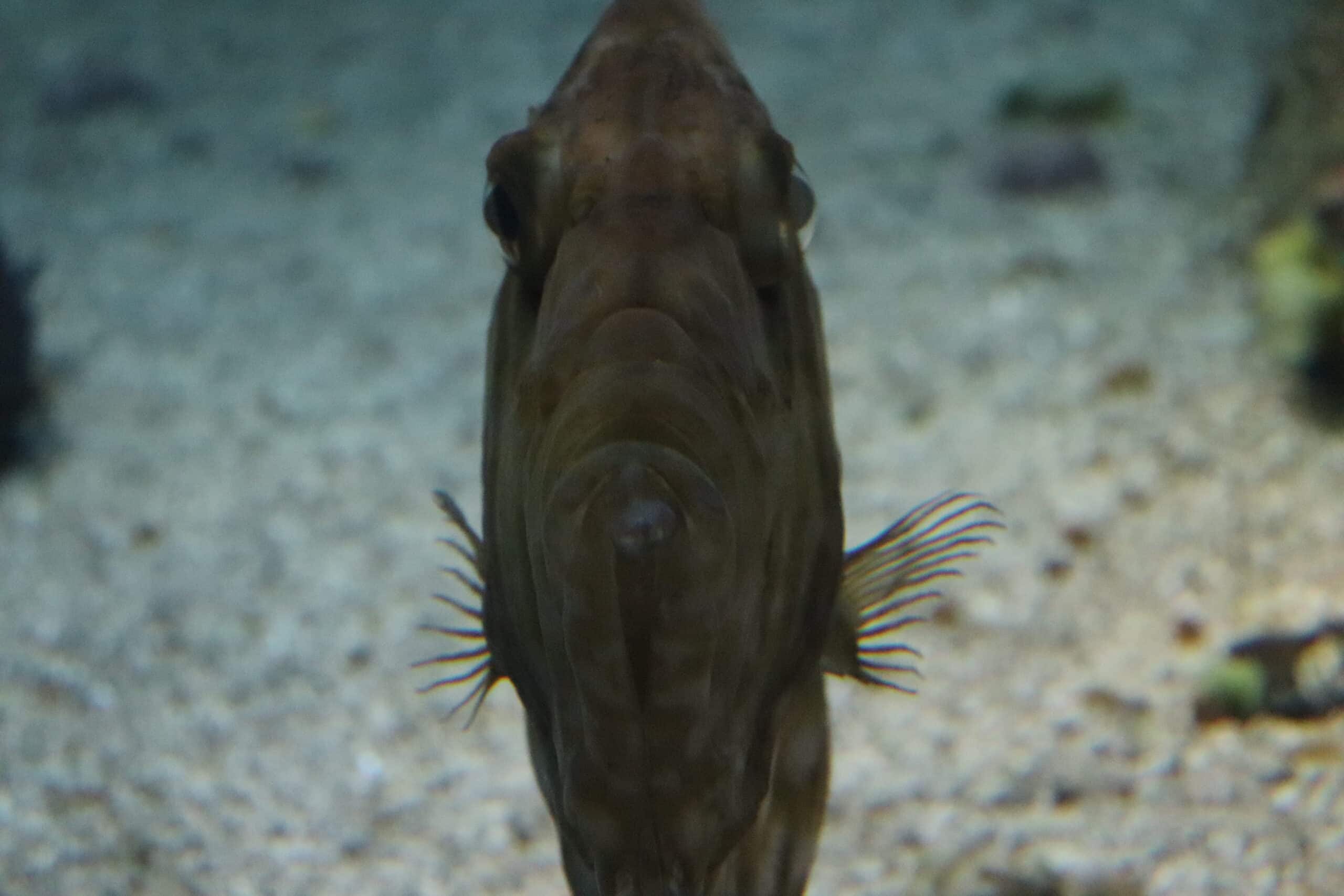 Zeus faber.009 – Aquarium Finisterrae