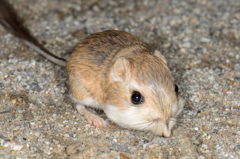 Merriam’s kangaroo rat (Dipodomys merriami, F Heteromyidae) (11040259915) Merriam’s kangaroo rat (Dipodomys merriami, F Heteromyidae) (11040259915)