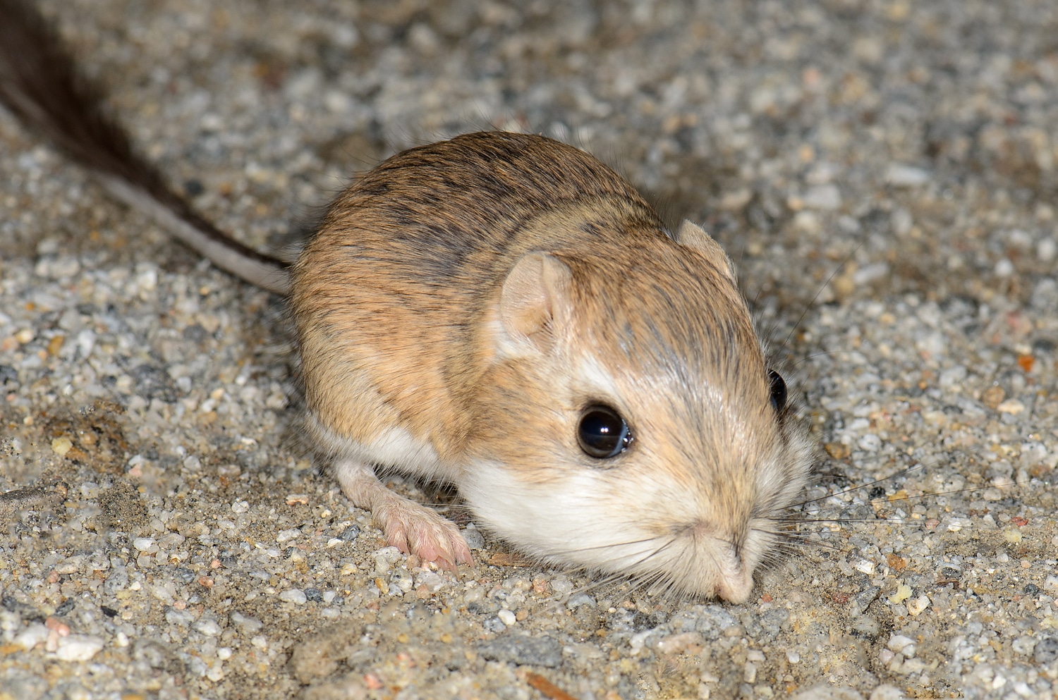 Merriam’s kangaroo rat (Dipodomys merriami, F Heteromyidae) (11040259915) Merriam’s kangaroo rat (Dipodomys merriami, F Heteromyidae) (11040259915)