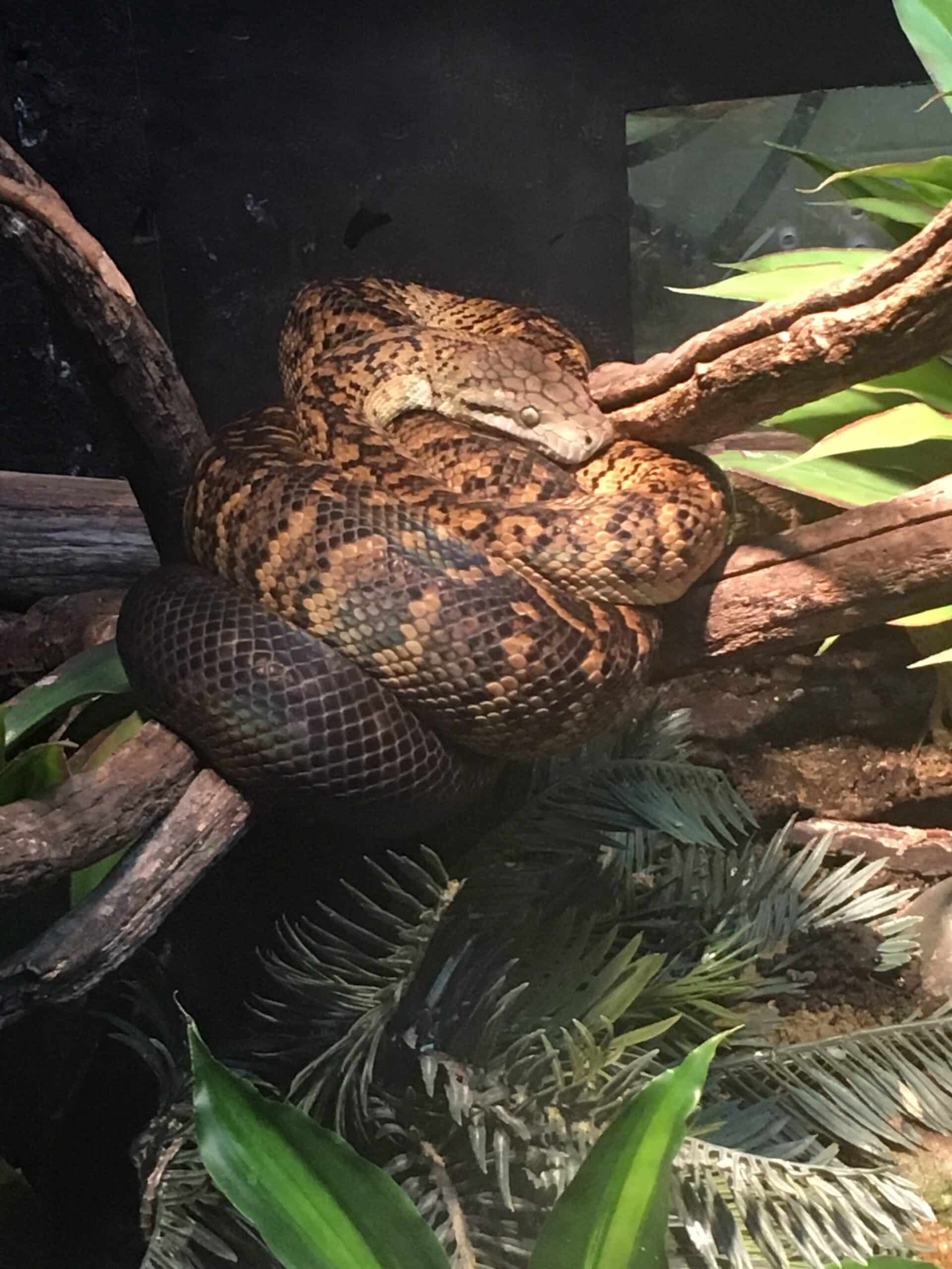 Jamaican-boa Jamaican-boa