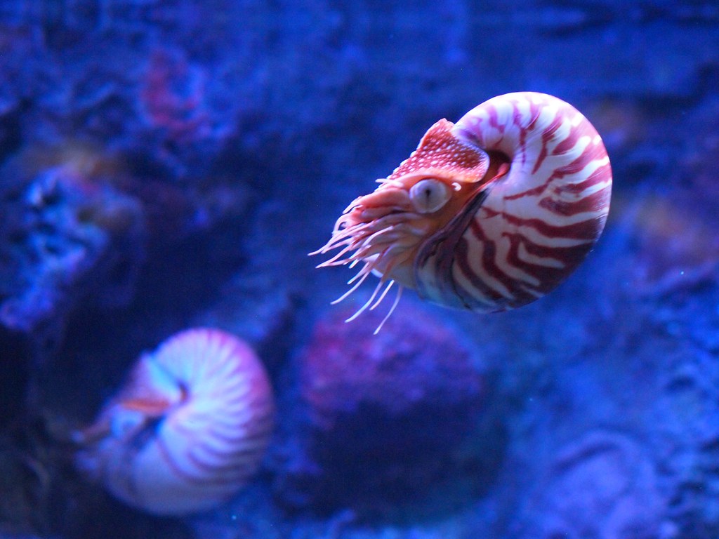 Chambered Nautilus port-side profile P4181217 Chambered Nautilus port-side profile P4181217