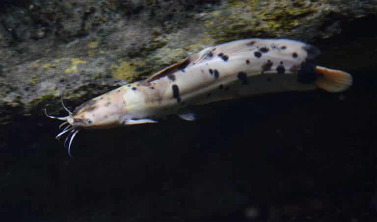 File:Clarias batrachus Aquarium tropical du Palais de la Porte Dorée 10 04 2016 2.jpg File:Clarias batrachus Aquarium tropical du Palais de la Porte Dorée 10 04 2016 2.jpg Walking Catfish