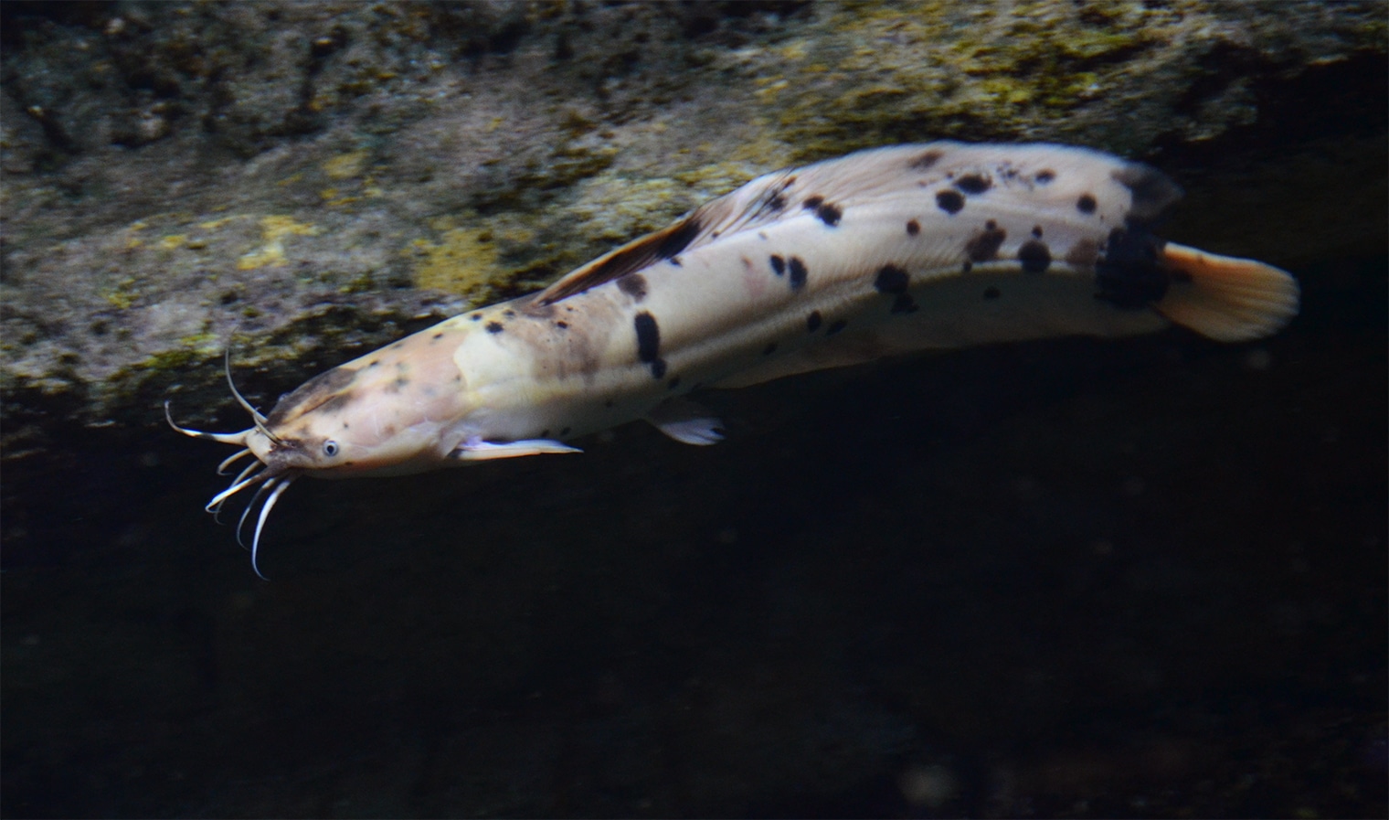 File:Clarias batrachus Aquarium tropical du Palais de la Porte Dorée 10 04 2016 2.jpg File:Clarias batrachus Aquarium tropical du Palais de la Porte Dorée 10 04 2016 2.jpg Walking Catfish