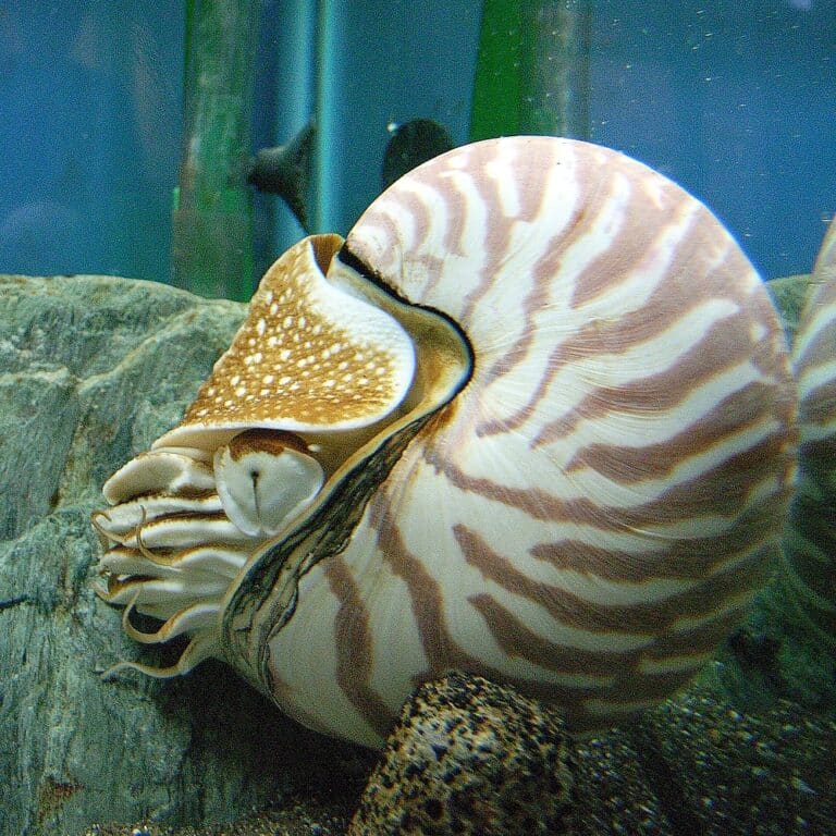 Nautilus Nautilus