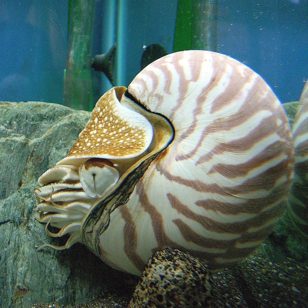 Nautilus Nautilus