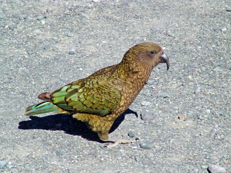 Kea (Nestor notabilis) -on ground-8