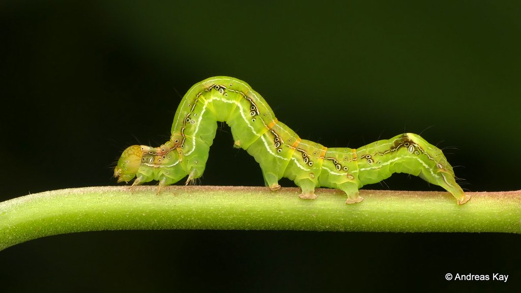 Inchworm, Erebidae semilooper Inchworm, Erebidae semilooper