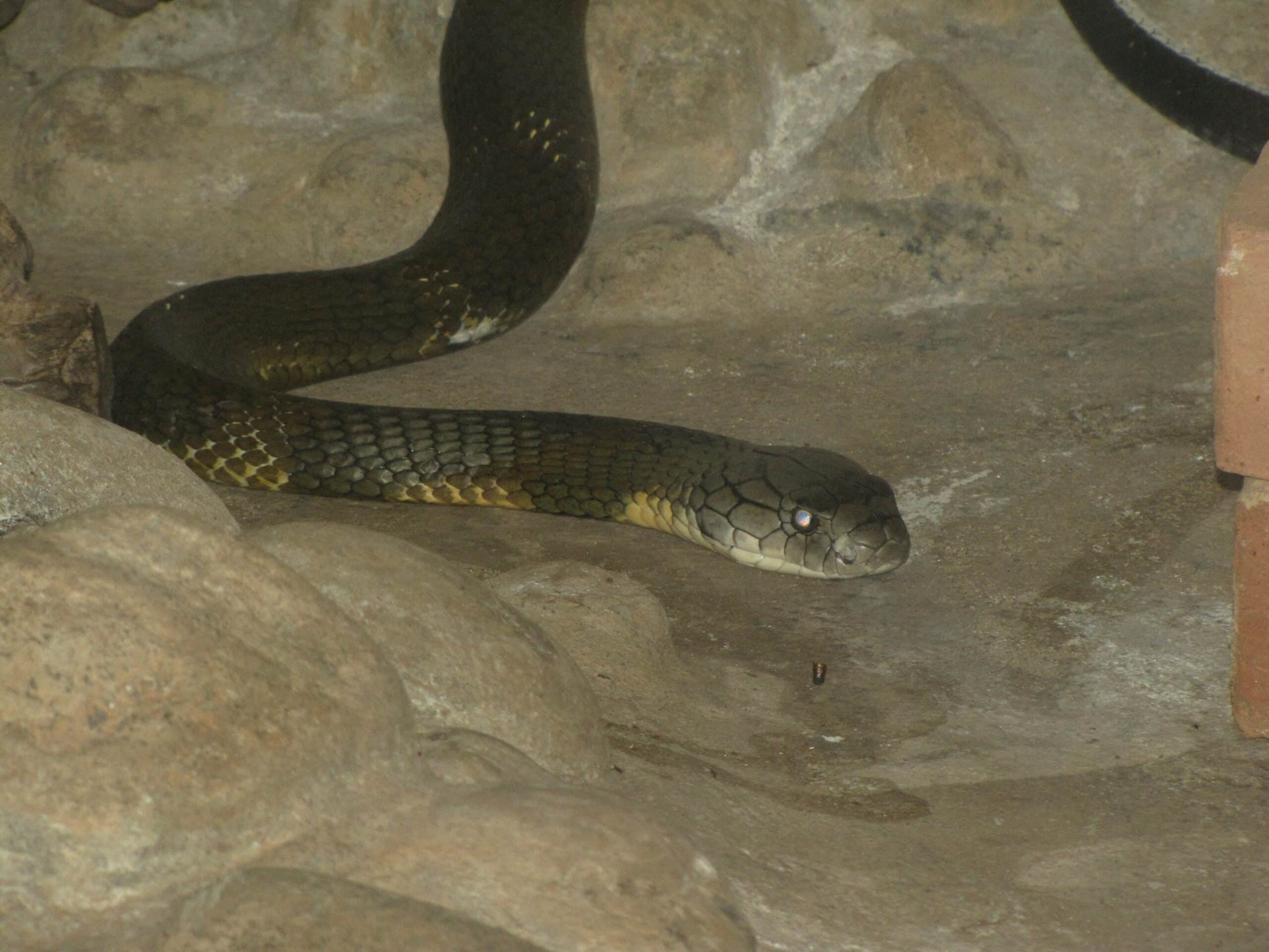 King Cobra in Parassinikadavu Snake Park King Cobra in Parassinikadavu Snake Park