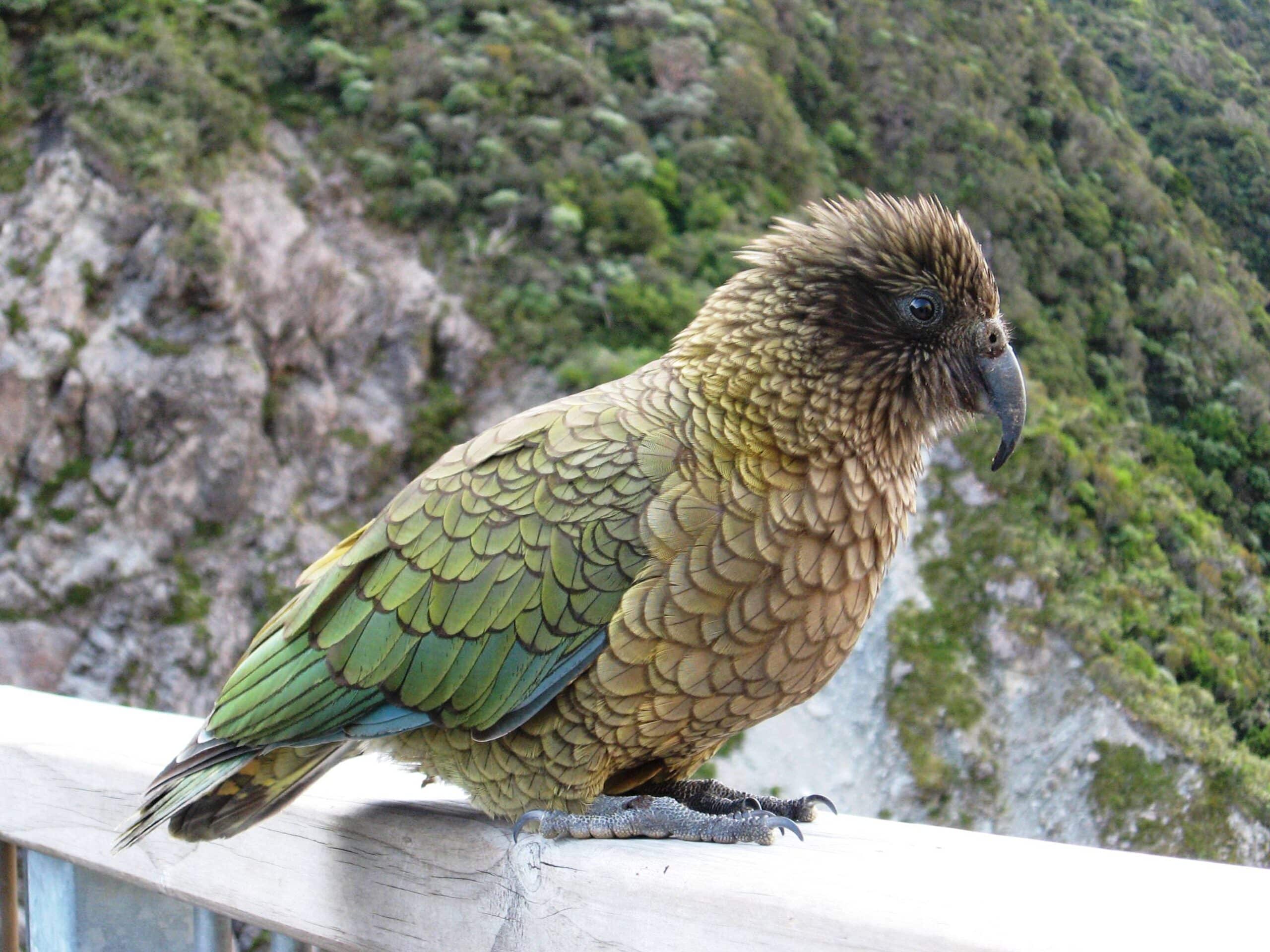 Kea (Nestor notabilis) -in NZ -side view