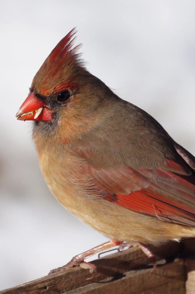 Northern Cardinal (Cardinalis cardinalis) Northern Cardinal (Cardinalis cardinalis)