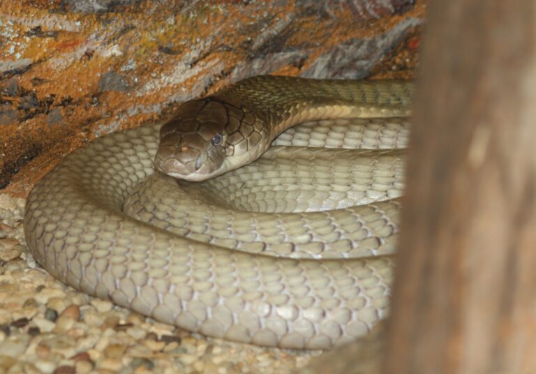 File:King Cobra 045.jpg File:King Cobra 045.jpg