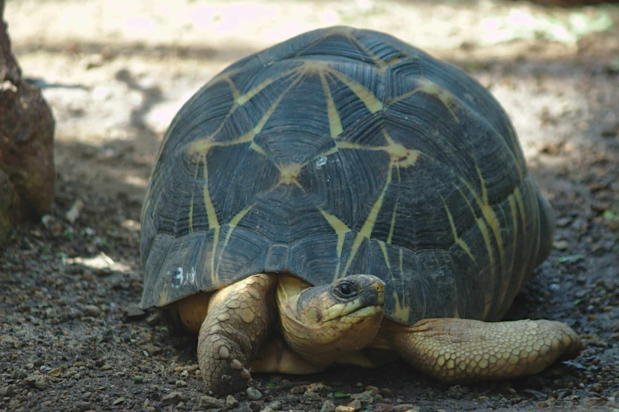 2018-05-31 AT Wien 13 Hietzing, Wüstenhaus, Astrochelys radiata (48700177056)