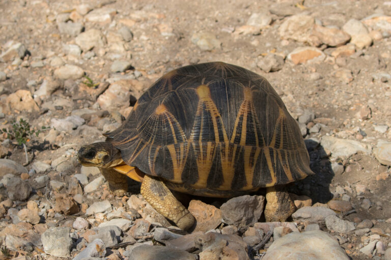 Radiated tortoise (Astrochelys radiata) Tsimanampetsotsa