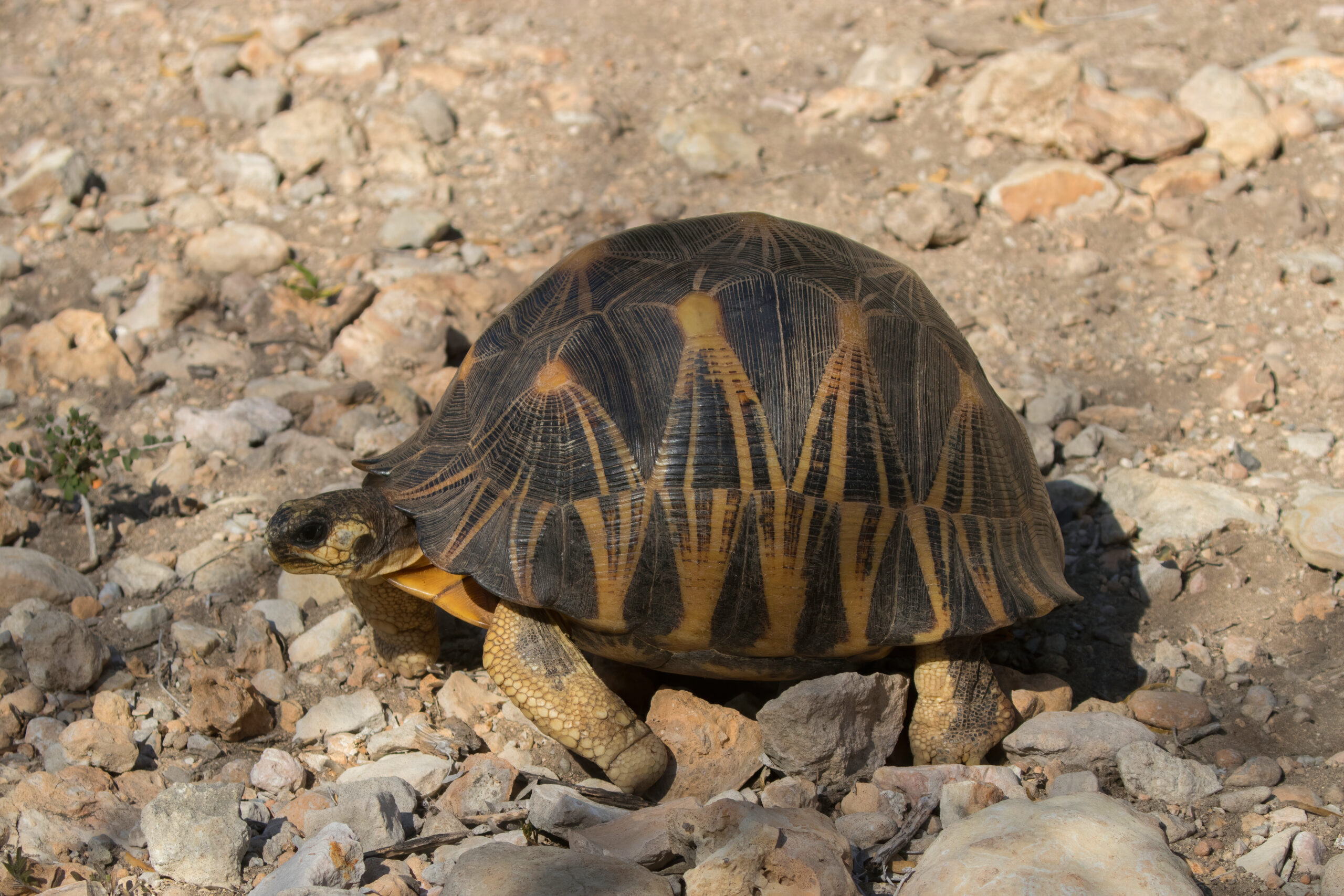 Radiated tortoise (Astrochelys radiata) Tsimanampetsotsa