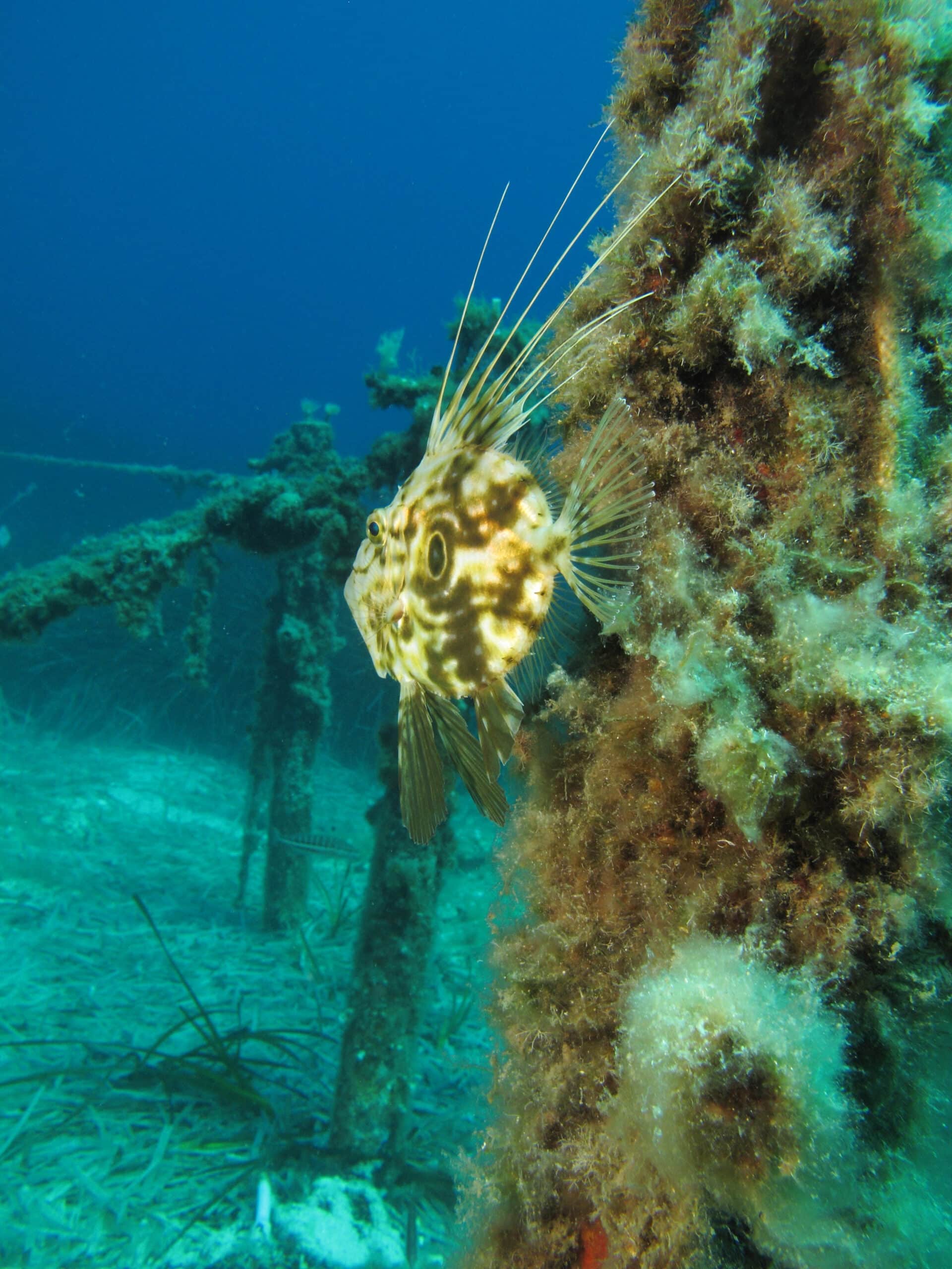 File:Saint Peter’s fish (Zeus faber).JPG