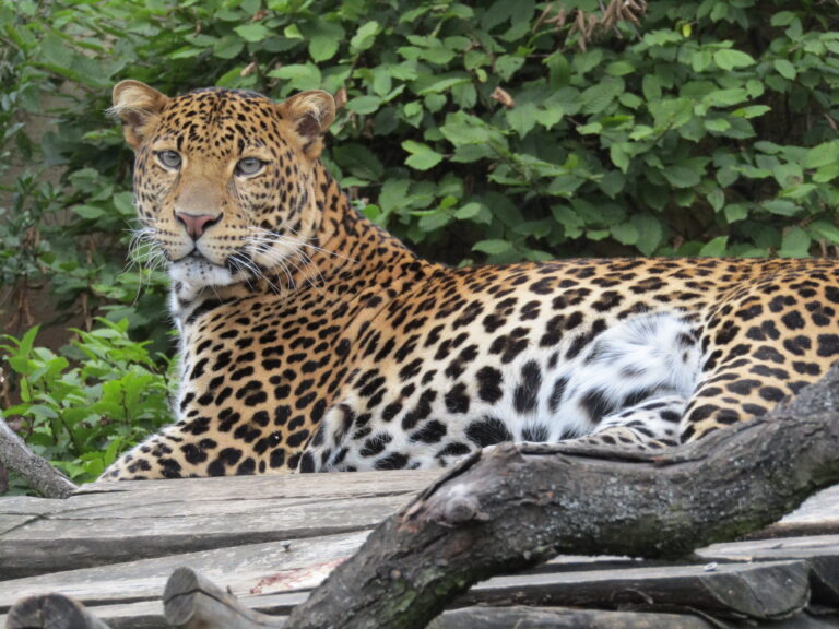 File:Levhart jávský v Zoo Praha 001.jpg Javan Leopard