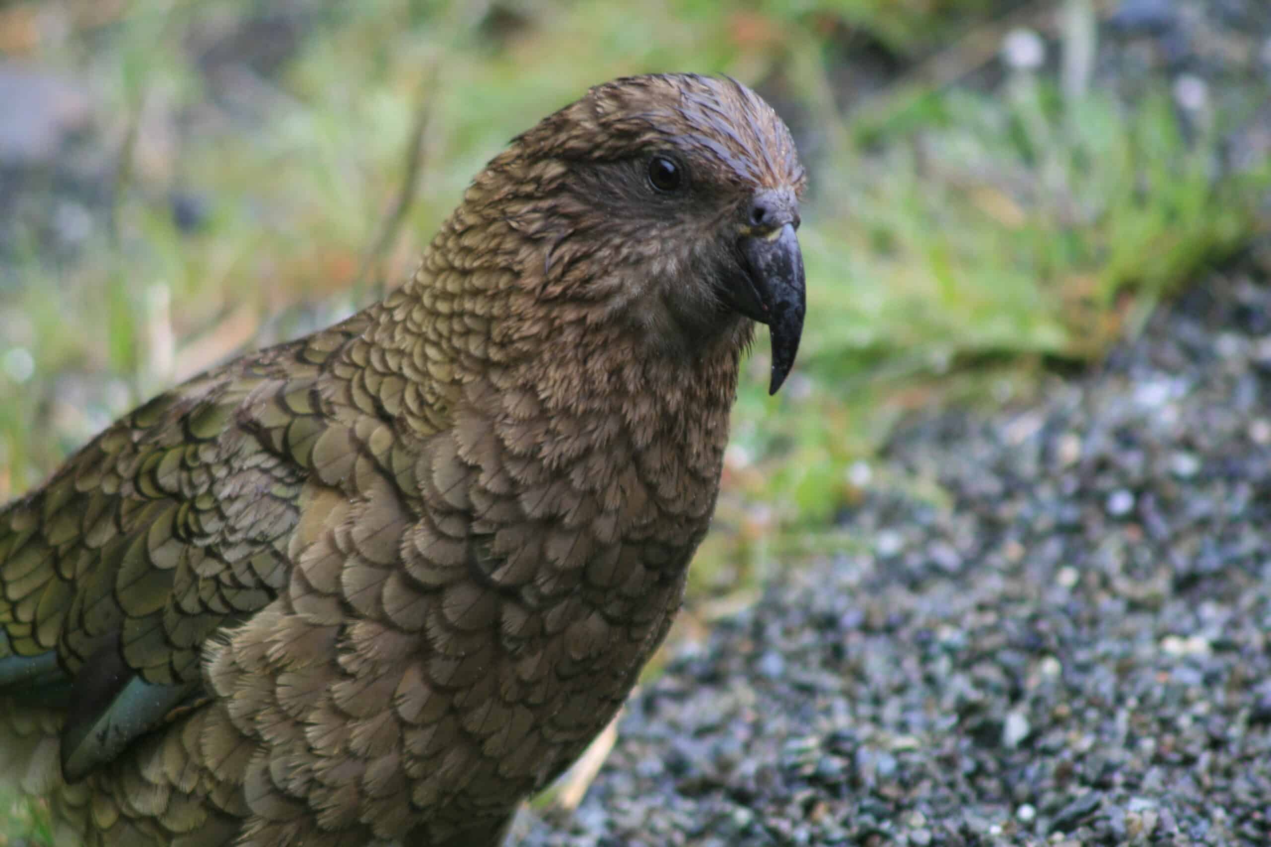 Nestor notabilis -Fiordland, New Zealand-8f