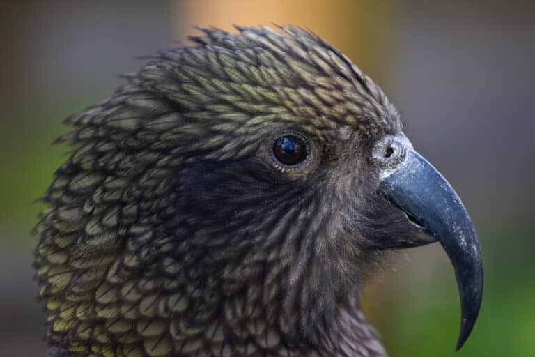 File:Kea (Nestor notabilis) -head -Twycross Zoo-8.jpg