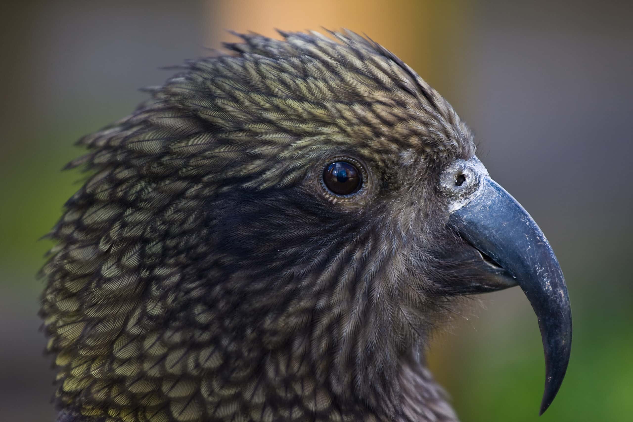 File:Kea (Nestor notabilis) -head -Twycross Zoo-8.jpg